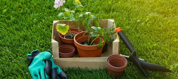 Scatola di legno con piante in vaso e attrezzi da giardinaggio su erba verde all'aperto - Foto, immagini