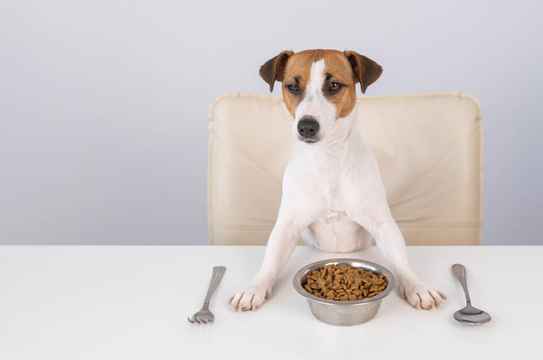 Jack Russell Terrier dog sits at a dinner table with a bowl of dry food - Fotoğraf, Görsel