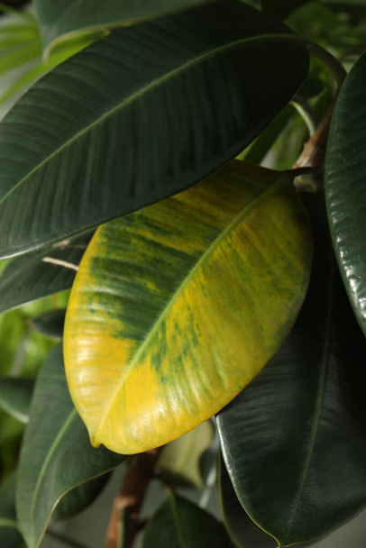 Houseplant with leaf blight disease, closeup view - Photo, image