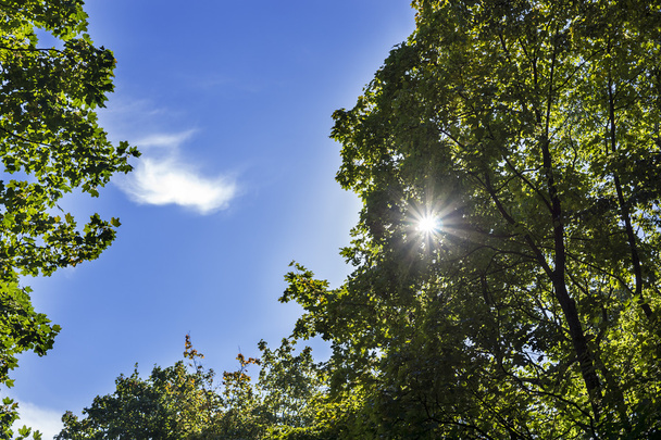 Sun rays through foliage and blue sky - Photo, Image