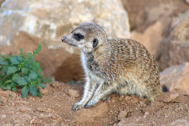 dziecko meerkat - Zdjęcie, obraz