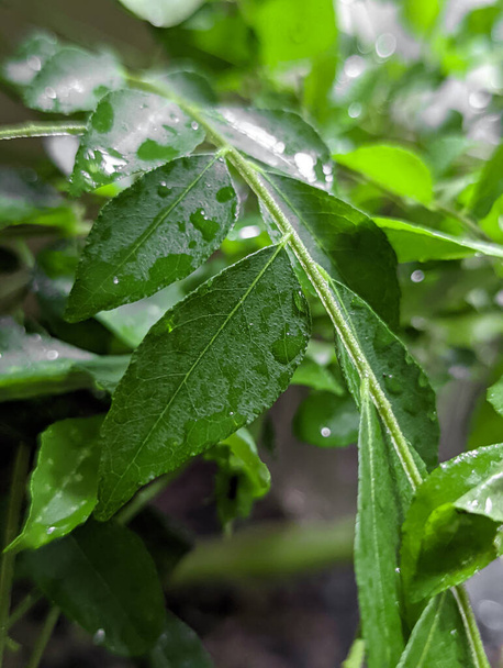 φρέσκα πράσινα φύλλα κάρυ που χρησιμοποιούνται ως συστατικό τροφίμων υγρό με σταγονίδια νερού μεγεθύνεται για ένα κοντινό πλάνο στον κήπο λαχανικών - Φωτογραφία, εικόνα