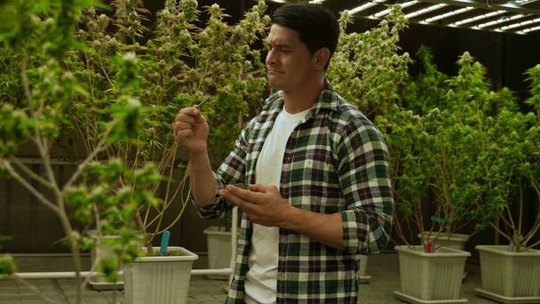 Hodowca marihuany bada pąki marihuany w leczniczej farmie marihuany przed zbiorami w celu wytworzenia produktów marihuany - Zdjęcie, obraz