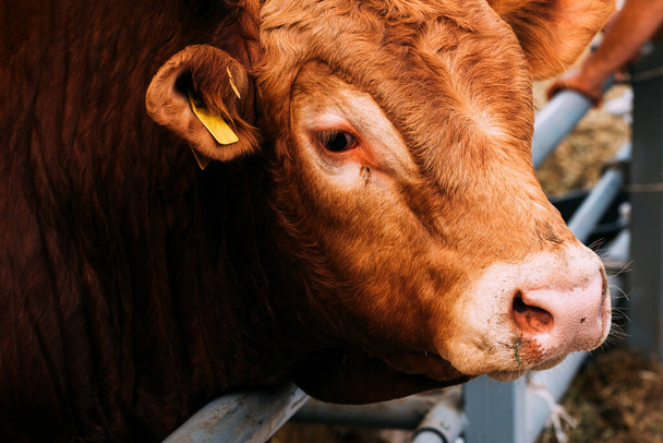 Closeup portrait of limousin bull looking at camera - Foto, afbeelding