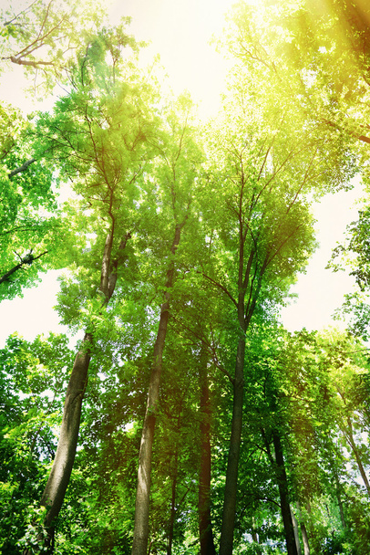 piękne drzewa w lesie - Zdjęcie, obraz