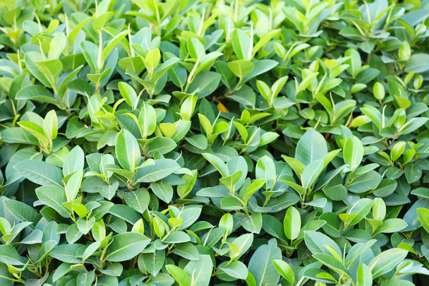 Beautiful green bush - Zdjęcie, obraz