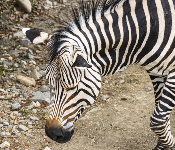 Zebra - white black animal (mammal) in the zoo. - Foto, Imagen