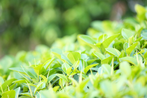 Hermoso arbusto verde
 - Foto, Imagen