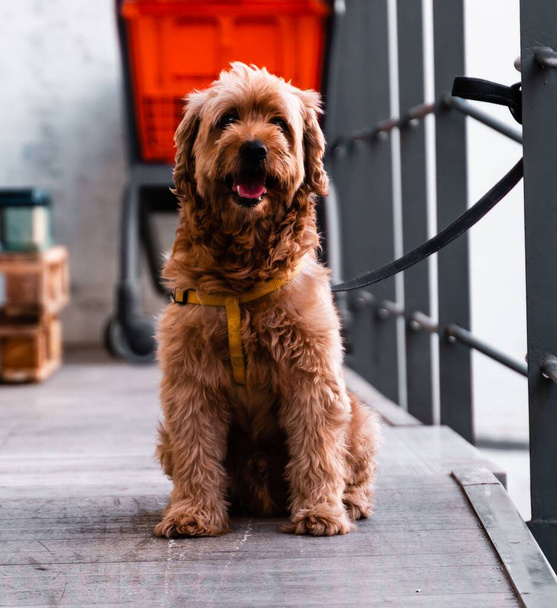 A furry labradoodle sitting on a wooden ground by the railings - Foto, immagini
