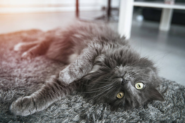 A cat lies upside down on the floor. The Grey cat is looking at the camera while lying on the carpet. - Foto, immagini