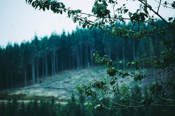 A beautiful shot of a tree branch on a forest background - Foto, Imagem