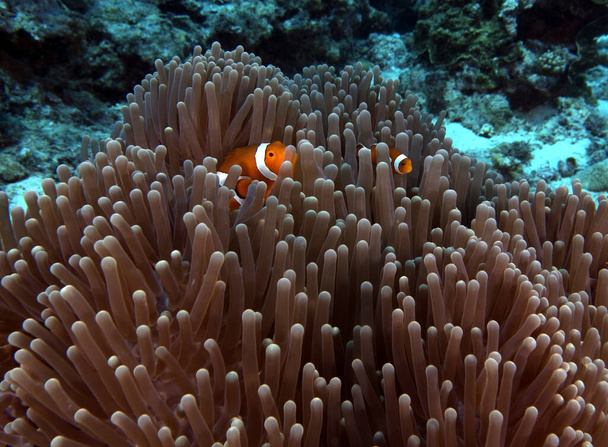 Para fałszywego klowna anemonefish w anemonie Boracay Filipiny - Zdjęcie, obraz