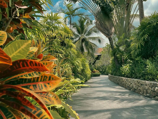 A pathway between greenery in a beautiful garden - Foto, afbeelding