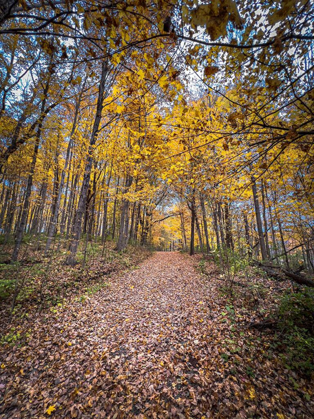 The autumn trees in the forest in Westfield, Indiana - Fotó, kép