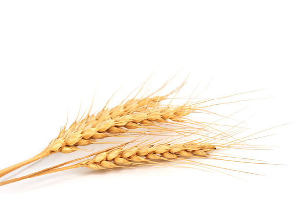 Three wheat spikelets on white background close up. - Foto, Bild