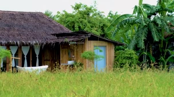 home stay farm between green paddy fields in Thailand, beautiful farm with green rice field.  - Materiał filmowy, wideo