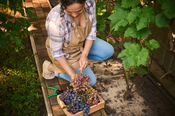 View from above of a multiethnic, pretty woman, viticulturist, vine grower, vintner harvesting organic grapes into a wooden box, in a vineyard on a sunny autumn day. Seasonal harvest time. Eco farming - Photo, Image