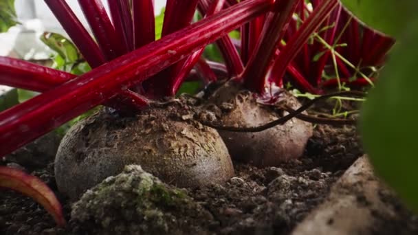 Beetroot root in a vegetable greenhouse. - Felvétel, videó
