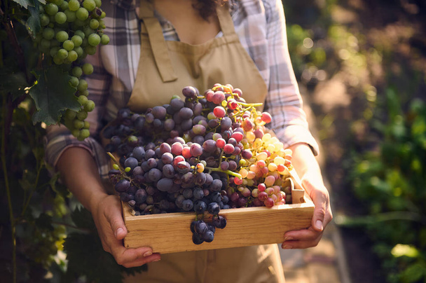 Soft focus on ripe juicy grapes in wooden box in the hands of female vine grower, viticulturist harvesting organic crop early in the morning, on summer day. Sunbeams falling on vineyard. Viticulture. - 写真・画像