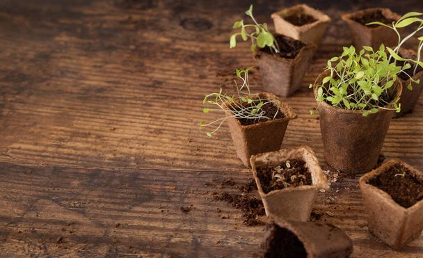 Sebze ve bitki tohumları, tahtadan yapılmış bir masada biyolojik olarak çözünebilir kaplarda yetişiyor. Şehir içi bahçe işleri, ev yapımı bitkiler, evde filizlenme. - Fotoğraf, Görsel