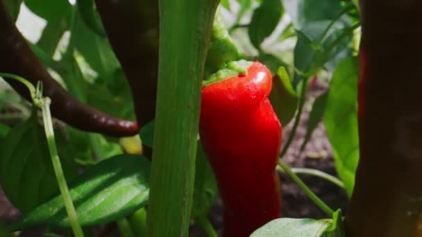 Κόκκινες πικάντικες πιπεριές τσίλι στο φαινόμενο του θερμοκηπίου. - Πλάνα, βίντεο