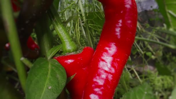 Κόκκινες πικάντικες πιπεριές τσίλι στο φαινόμενο του θερμοκηπίου. - Πλάνα, βίντεο