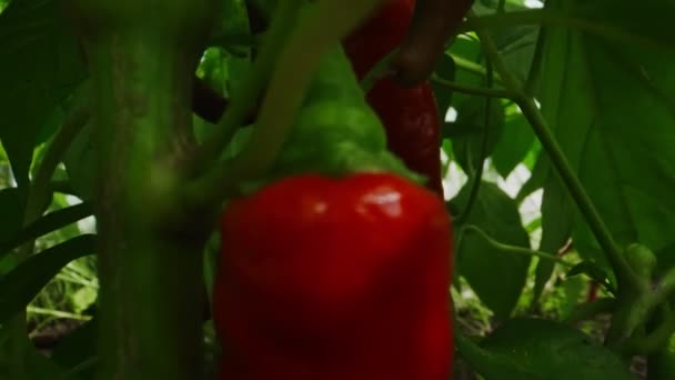 Red spicy chili peppers in greenhouse. - Záběry, video