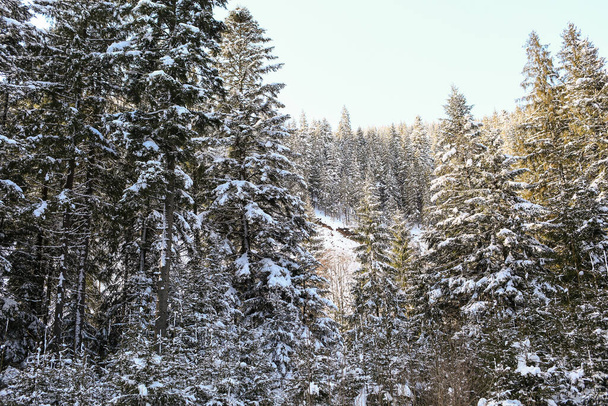 kaunis talvi maisema kuusi lumi peitetty aurinkoinen sää - Valokuva, kuva