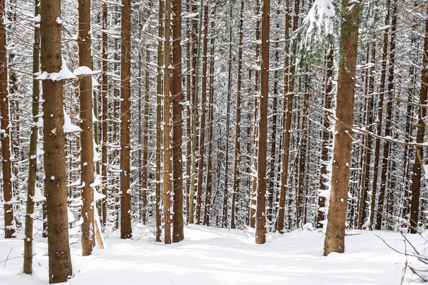 прекрасный зимний пейзаж ель снег покрыл солнечную погоду - Фото, изображение