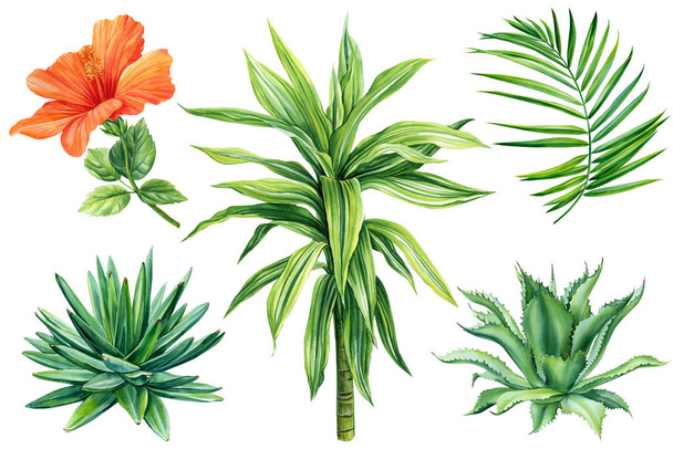 set of tropical plants, palm leaves, hibiscus, green leaf, succulent hand painted watercolor, botanical painting. High quality illustration - Foto, Imagem