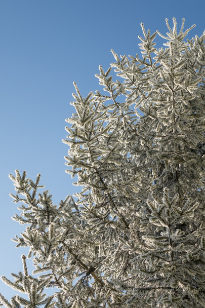 Winter tree - Fotoğraf, Görsel