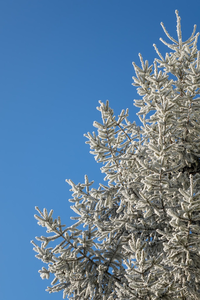 Winter tree - Fotoğraf, Görsel