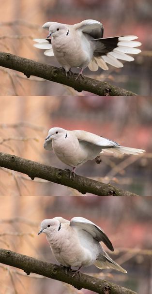 Dove (streptopelia decaocto)-ptak gimnastyka - Zdjęcie, obraz