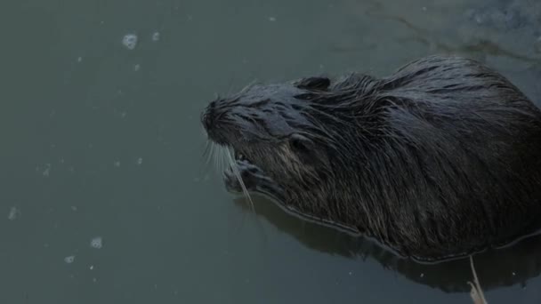 coypu rodent on the surface of a pond while cleaning its fur close up shot from above - Materiaali, video