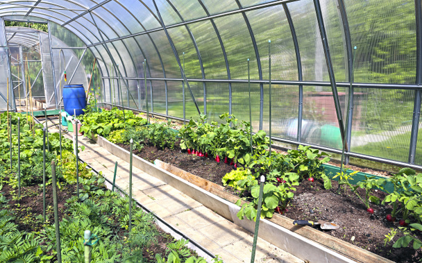 Pěstování zeleniny ve sklenících - Fotografie, Obrázek
