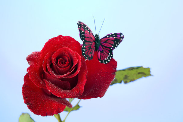 Rose Red Butterfly Isolated on Blue - Photo, Image