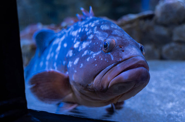 Groupers are fish of any of a number of genera in the subfamily Epinephelinae of the family Serranidae, in the order Perciformes. Naples Aquarium Anton Dorn is the oldest aquarium in all of Italy. - Photo, Image