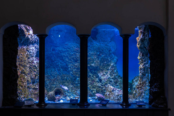 The interior of the museum, a hall with large exhibits and showcases. Naples Aquarium Anton Dorn is the oldest aquarium in all of Italy. Aquarium with tropical fish. - Foto, afbeelding