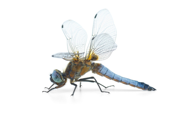 Grande libellule bleue (Libellula depressa)
) - Photo, image