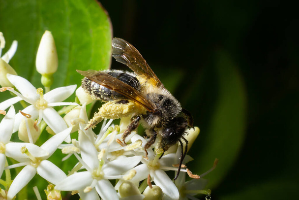Медоносна бджола з кошиком для пилку сидить на білих квітках Корнус альба, з червоним гавком, білим або сибірським килимом.. - Фото, зображення