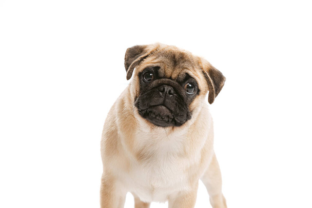 Studio shot of purebred dog, pug, posing isolated over white background. Attentively looking at camera. Concept of movement, pets love, domestic animal life, beauty, domestic pet. Copy space for ad - Foto, imagen