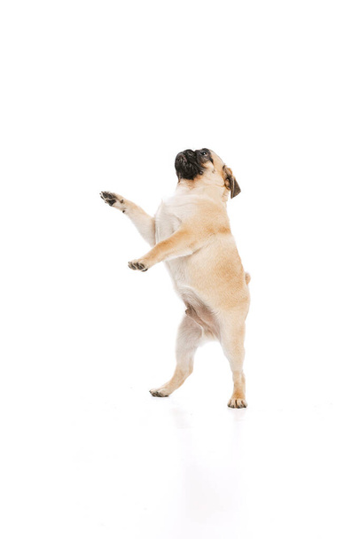 Studio shot of purebred dog, pug, posing, standing on hind legs isolated over white background. Concept of movement, pets love, domestic animal life, beauty, domestic pet. Copy space for ad - Foto, immagini