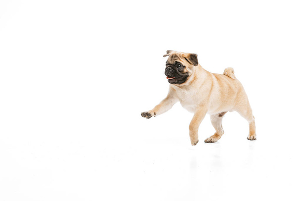 Studio shot of cheerful purebred dog, pug, posing, running isolated over white background. Concept of movement, pets love, domestic animal life, beauty, domestic pet. Copy space for ad - Foto, imagen