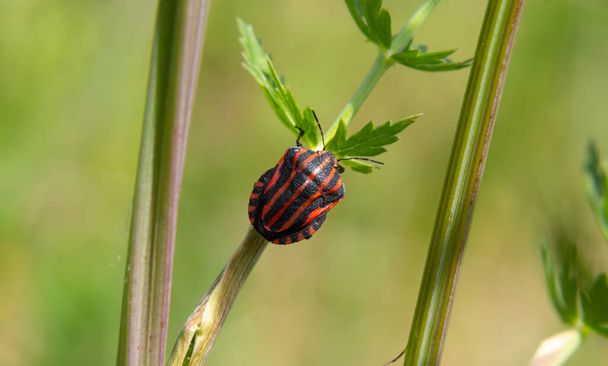 European Minstrel Bug or Italian Striped shield bug, Graphosoma lineatum, climbing a blad of grass. - Photo, Image