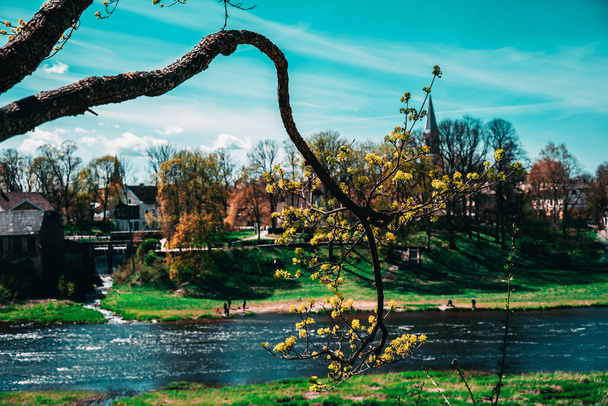 Close-up of a tree twig with fresh green leaves and buds in Kuldiga, Latvia. Blurred background of the city and the river. - Foto, Bild