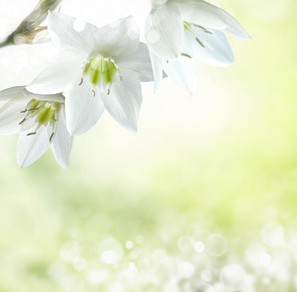 spring background  - Photo, Image