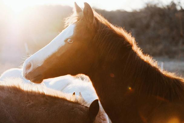 beautiful young horses on ranch during winter morning sunrise - Fotó, kép