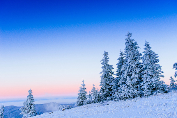 winter landscape trees in frost  - Foto, Imagem