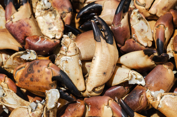 Crab claws - Photo, Image