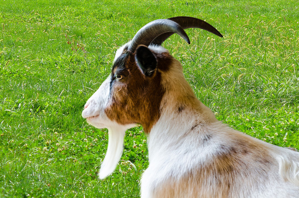 Домашняя коза, луг
 - Фото, изображение